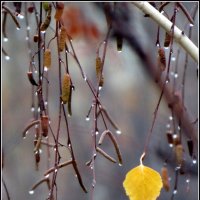 Этюд ноября. :: Егор Бабанов