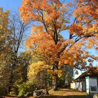 краски осени :: ИННА ПОРОХОВА