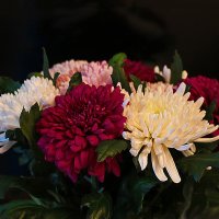 Хризантемы :: Светлана 