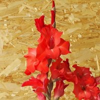 Гладиолус :: Freddy 97 Гладиолус :: Freddy 97