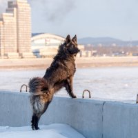 Пуша :: Игорь Волков