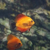 Рыбка :: Наталия Григорьева