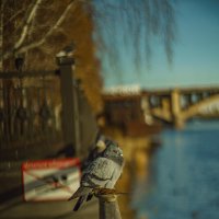 Голуби :: Алексей Копцев Голуби :: Алексей Копцев