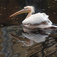 пеликан :: Михаил Бибичков