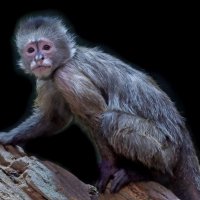 капуцин :: Михаил Бибичков капуцин :: Михаил Бибичков