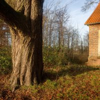 Про старое дерево... :: Николай Гирш