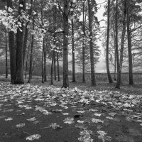 осень. :: Николай 