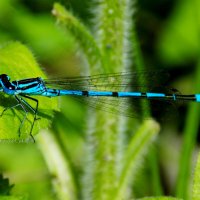 Стрелка :: Константин Штарк