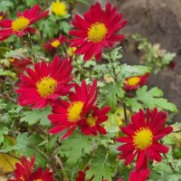 Красные :: Наталья 