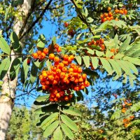 Рябина :: Наталья 