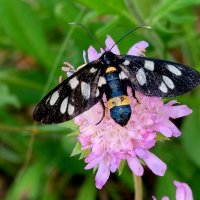 опять про бабочек...41 :: Александр Прокудин