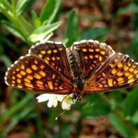 опять про бабочек...44 :: Александр Прокудин