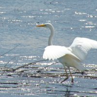 большая белая цапля :: gawrilа - dan