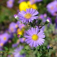 Весёленькие сентябринки-ноябринки :: Татьяна Смоляниченко Весёленькие сентябринки-ноябринки :: Татьяна Смоляниченко