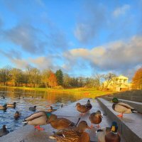 Утки :: Сапсан 