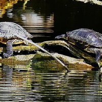 Гармония флоры и фауны(Серия) :: Владимир Манкер Гармония флоры и фауны(Серия) :: Владимир Манкер