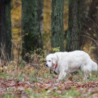 ** :: Владимир Безбородов ** :: Владимир Безбородов