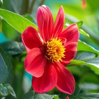 *** :: Виктор Иванович Чернюк *** :: Виктор Иванович Чернюк