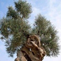 Деревце... :: Валерий Кокорев