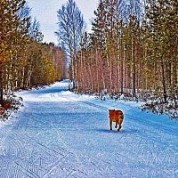 Декабрь...Трусцой на дачу к хозяйке! :: Владимир 