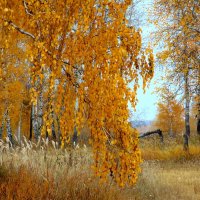 Осень золотая. :: nadyasilyuk Вознюк