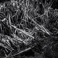 Камыш :: SanSan 