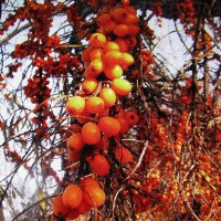 Облепиха :: Людмила Смородинская