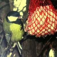 Рада, что я сало повесила :: Людмила Смородинская