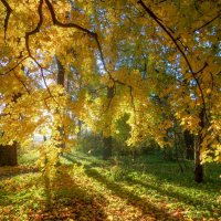 Утро в саду........... :: Юрий Цыплятников