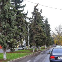 Ели в городе :: Юрий Гайворонскiий