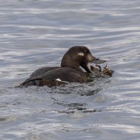 турпан . :: юрий макаров