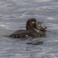 турпан :: юрий макаров турпан :: юрий макаров