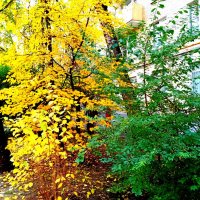 Осень. :: Владимир Драгунский