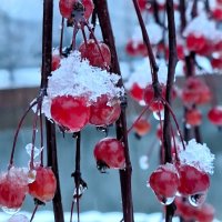 Первый снег :: Наталья 