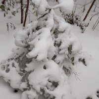 замело :: Елена Семигина