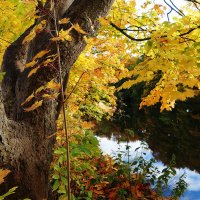 Картинки осени :: Рита Симонова