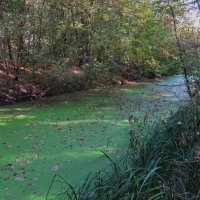 течёт зелёная река :: Елена Шаламова течёт зелёная река :: Елена Шаламова