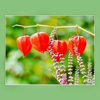 ЭТЮД... :: Elvira E. 