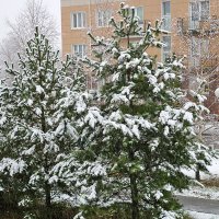 15 ноября - к нам пришла зима! :: Светлана 