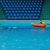 Дельфинарий в поселке Небуг :: Игорь Сикорский