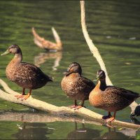 Утки. :: Александр 