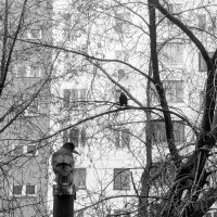 Два ворона :: Сергей Матвеенко