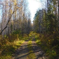 Лесная дорога :: Владимир Кириченко