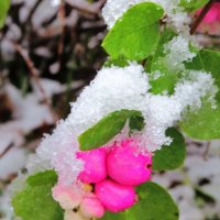 Украшенный снегом :: Андрей Снегерёв