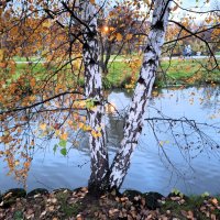 Березка :: Наталья 