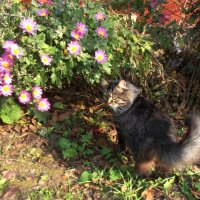 Любовь к хризантемам :: Наталья 