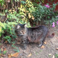 Мешают... :: Наталья 