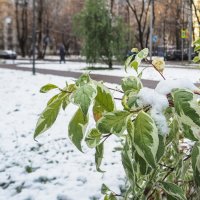 Первый Снег :: юрий поляков Первый Снег :: юрий поляков