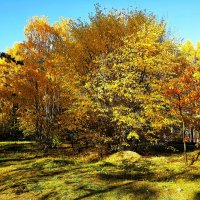 Колдовала над палитрой Осень кистью золотой :: Hope 