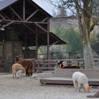 Альпаки в парке "Белый колодец" :: Татьяна Машошина Альпаки в парке "Белый колодец" :: Татьяна Машошина
